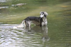 Saluki