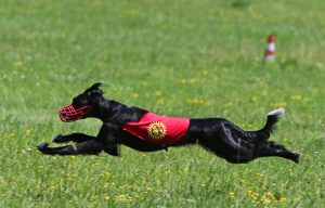 Taigan Coursing