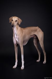 Tigidit Ventoso - Azawakh