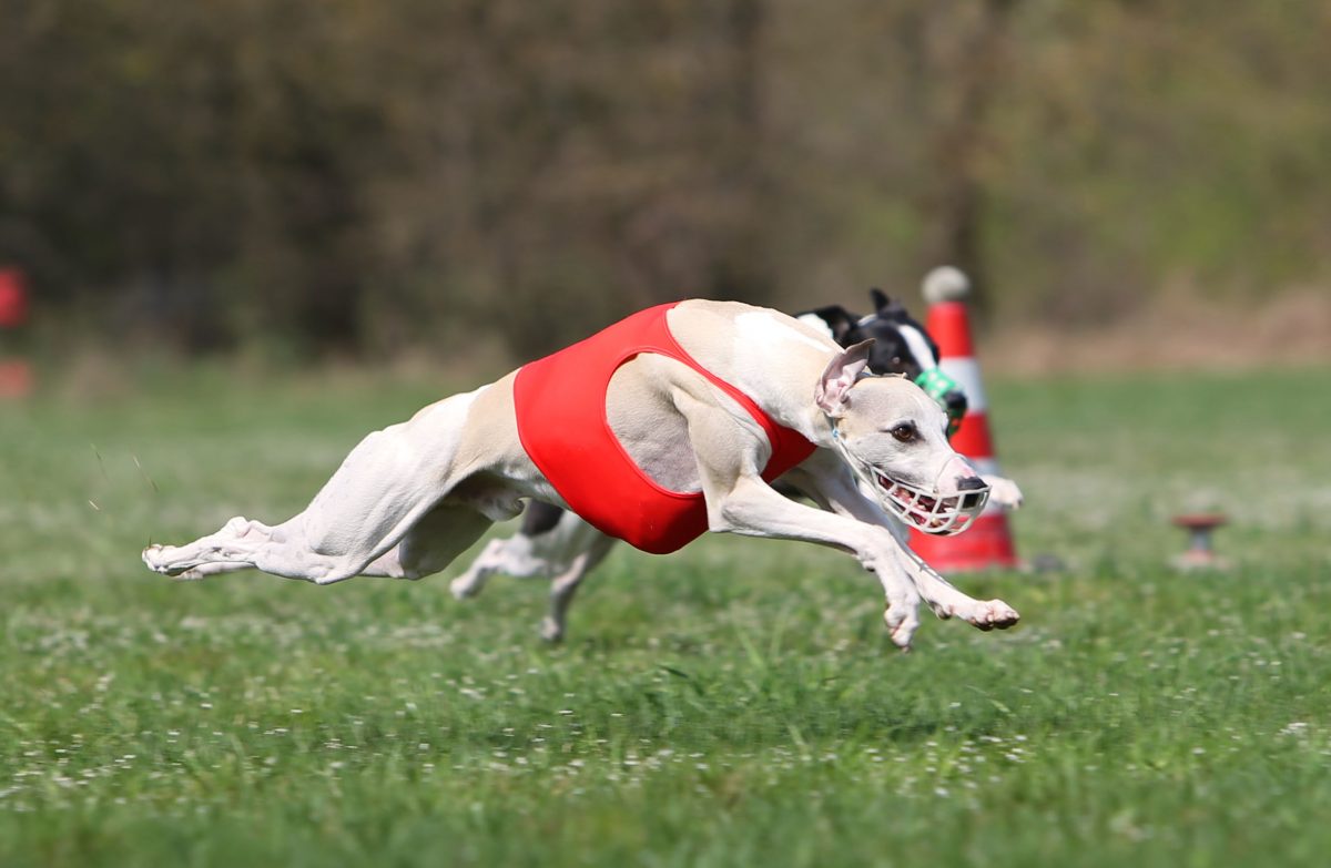 Whippet Coursing