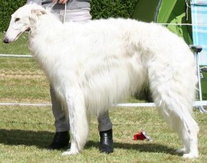 Amethyst Arkadij zu Elben Äiken -Barsoi