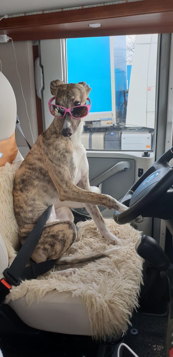 Artikel Reise mit Hund