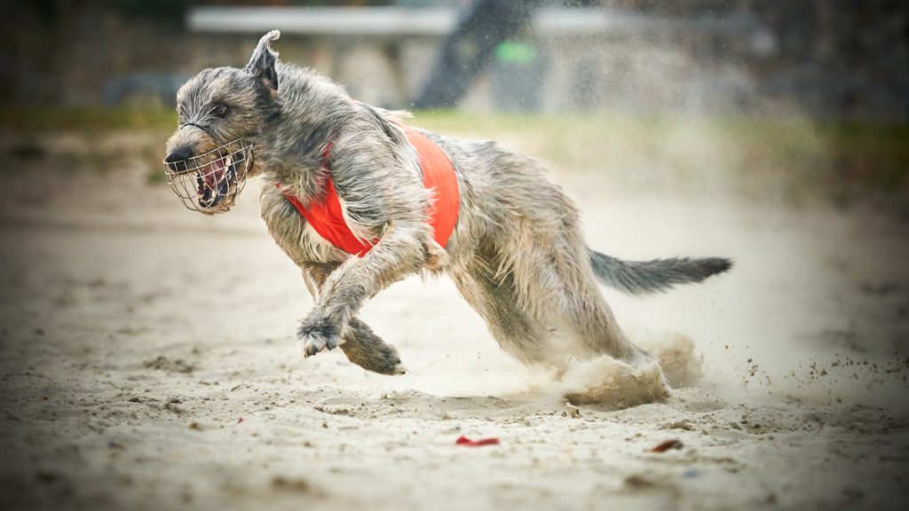 Cellar Hill's Caitlin - Irish Wolfhound H3