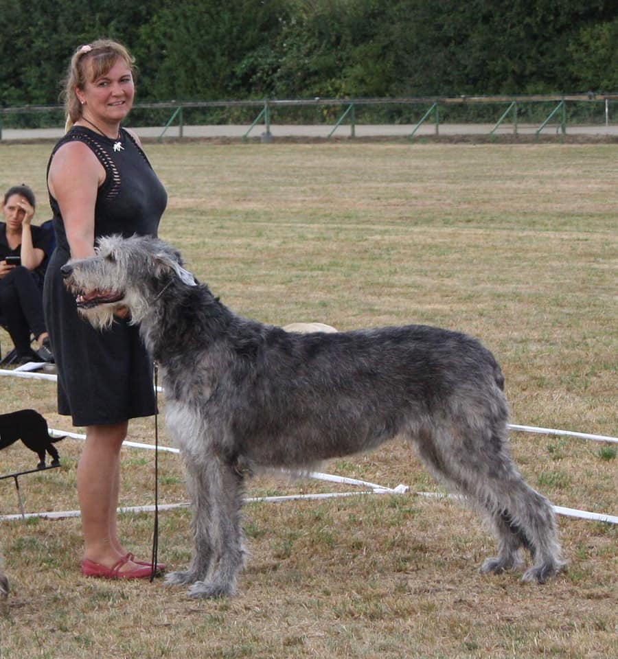 DYKAS GENTLE Finocchi Irish Wolfhound H2