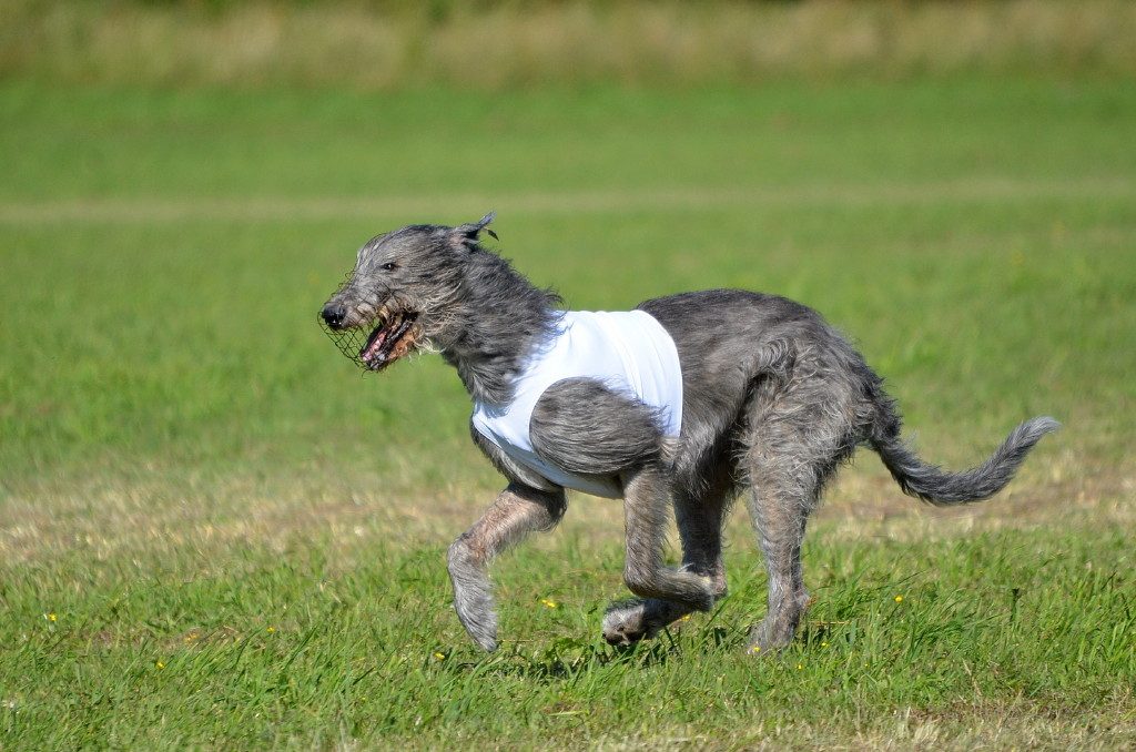 DYKAS GENTLE Happy Hippo Irish Wolfhound R3