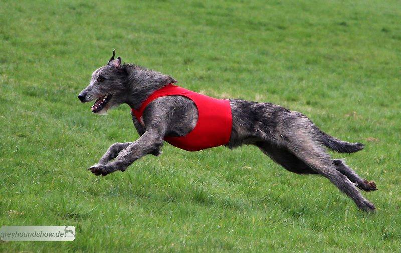 DYKAS GENTLE Incognito Irish Wolfhound H1