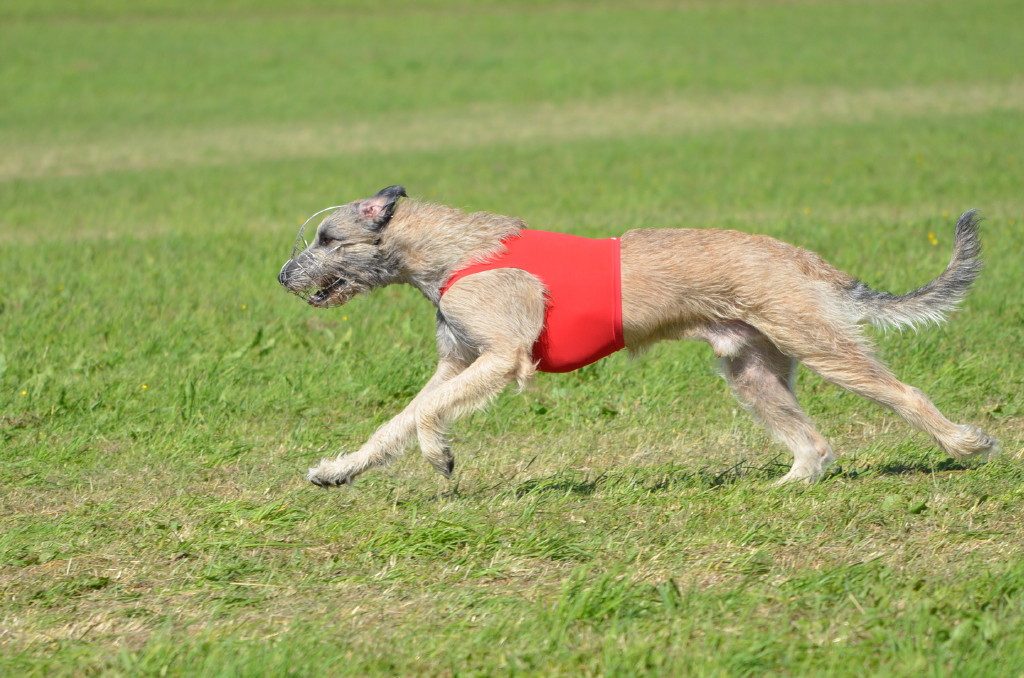 DYKAS GENTLE Karamba Irish Wolfhound R2