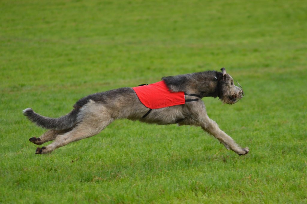 Dahmrak's Highlander Irish Wolfhound R1