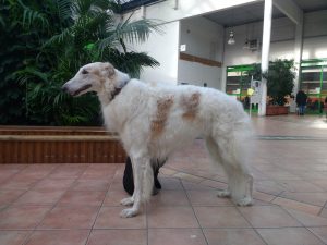 Kalinin von der Windhundranch - Barsoi