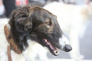 Oryol Odaloij Raschi-Pack-Buran - Barsoi