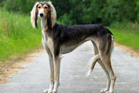 Saluki