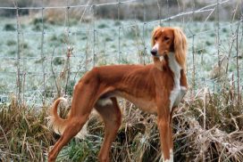 Saluki