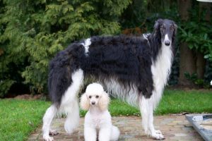 Stepun's Eljuscha - Barsoi