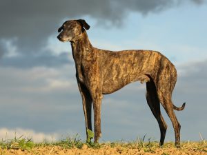 Tahuara's Basha'ir - Sloughi - Deckrüde