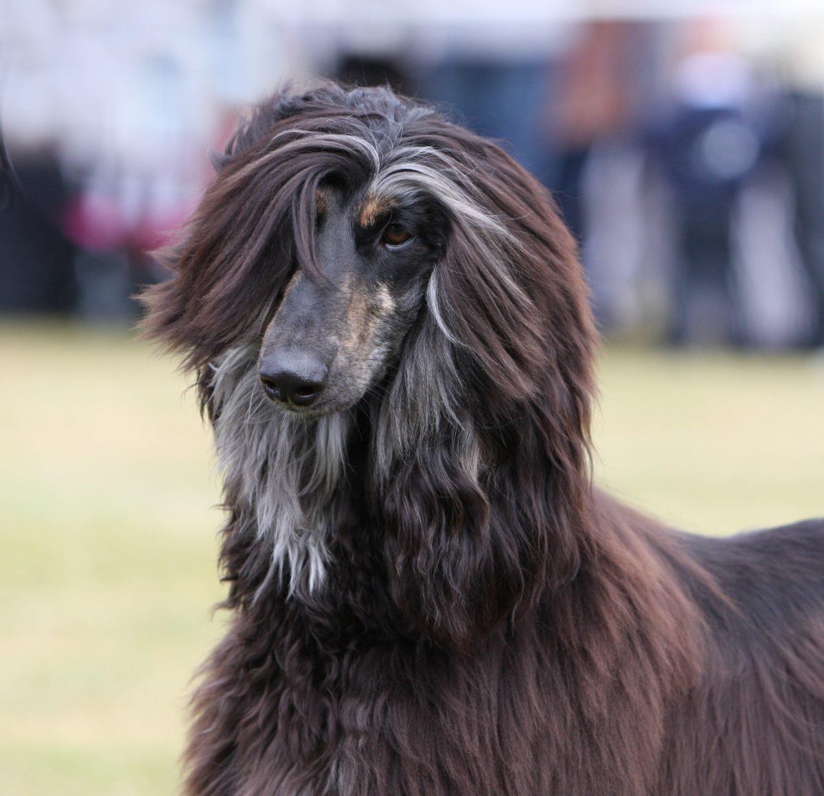 Afghanischer Windhund