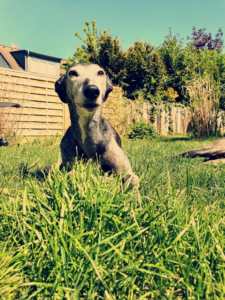Annika Kirsch 2 Deutscher Windhundzucht und Rennverband e.V.