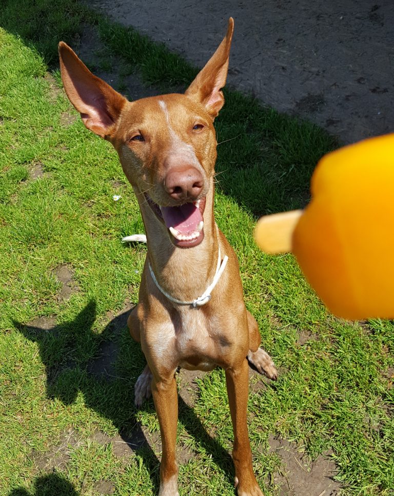 Jessica v. Falkenhayn Deutscher Windhundzucht und Rennverband e.V.