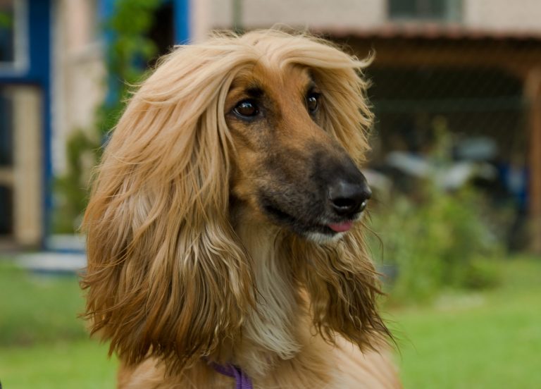 Afghanischer Windhund 11 Deutscher Windhundzucht und Rennverband e.V.